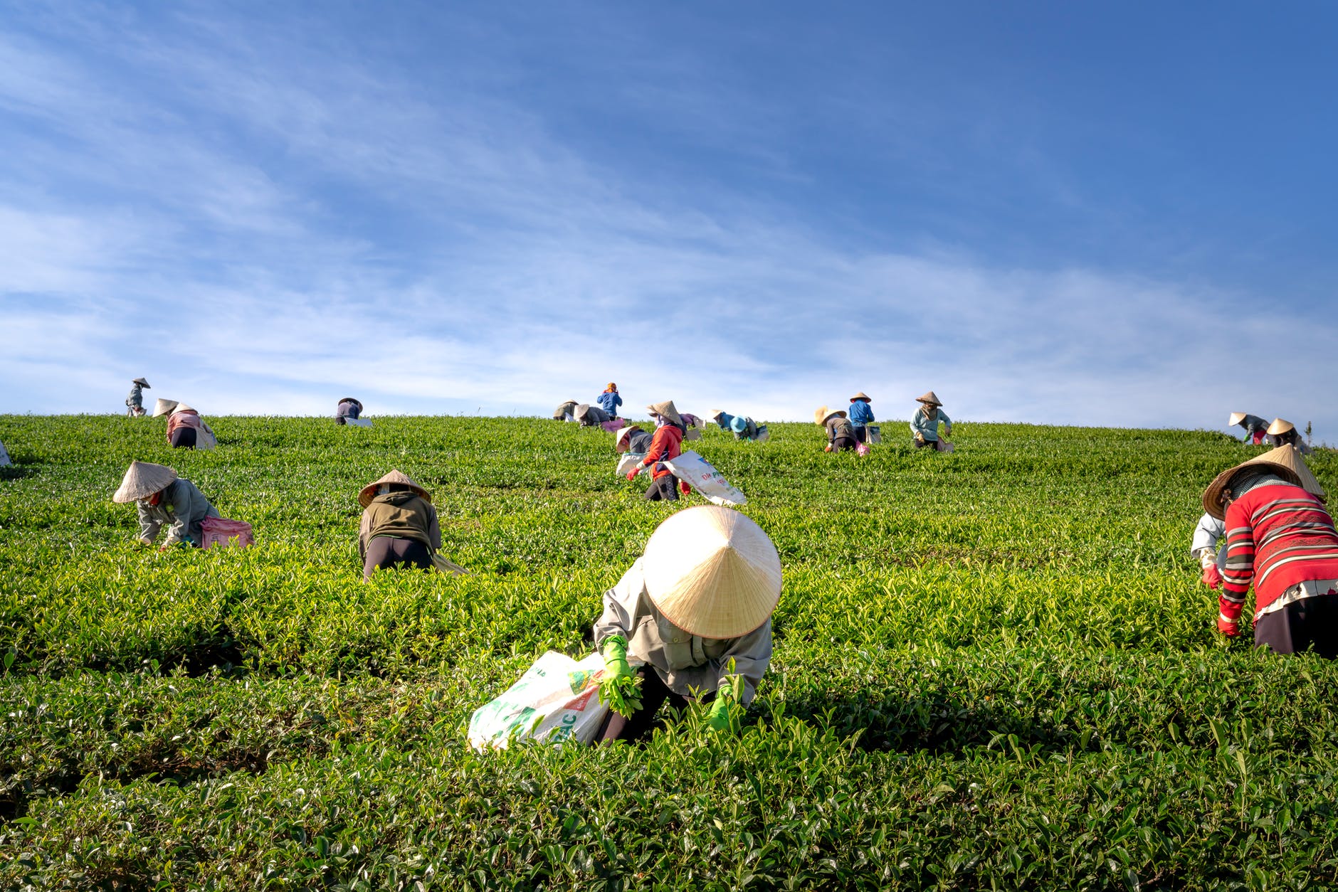 glyphosate  glyphosate